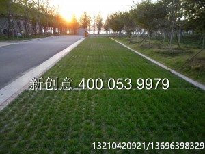 临沂SANY0467水印-副本-300x225